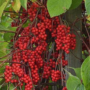 Schisandra chinensis