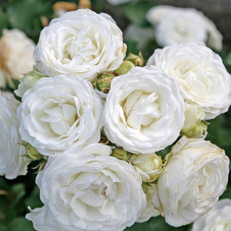 Rosa hybr. (P) Schneeküsschen