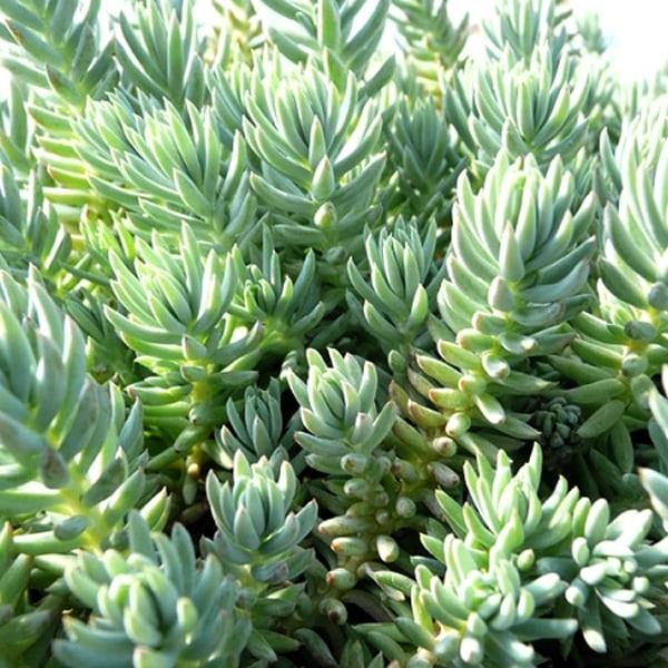 Sedum reflexum Blue Spruce