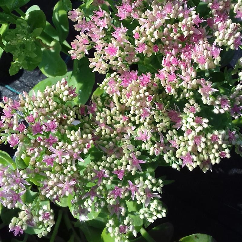Sedum telephium Surrender Rose Imp