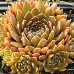Sempervivum hybridum Bronze Pastel