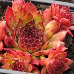 Sempervivum hybridum Dark Beauty