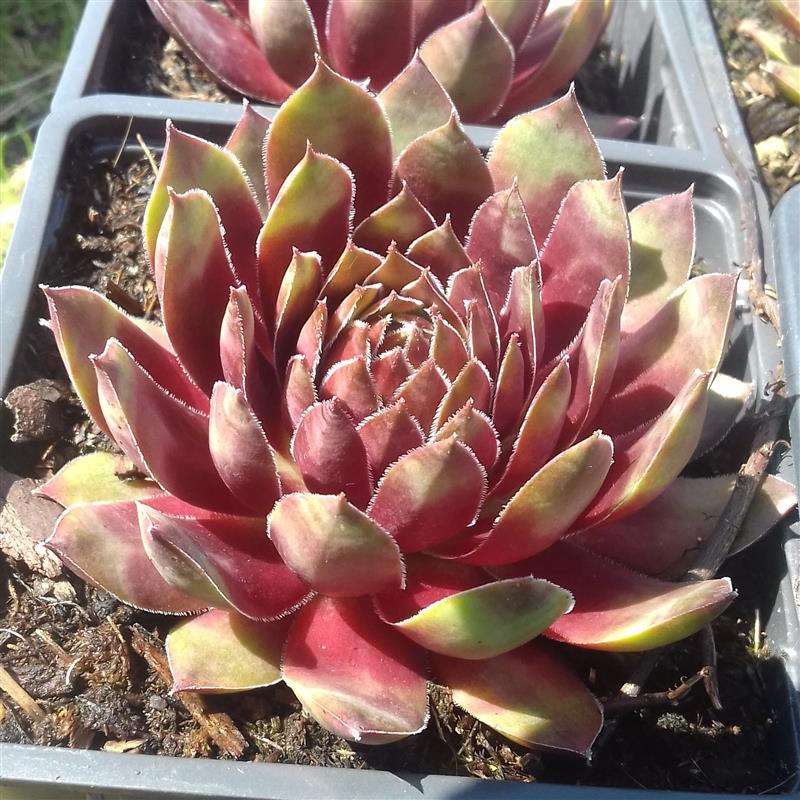 Sempervivum hybridum Red King