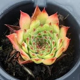 Sempervivum hybridum Rhenanum