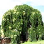 Sophora japonica Pendula