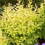 Spiraea japonica Gold Princes