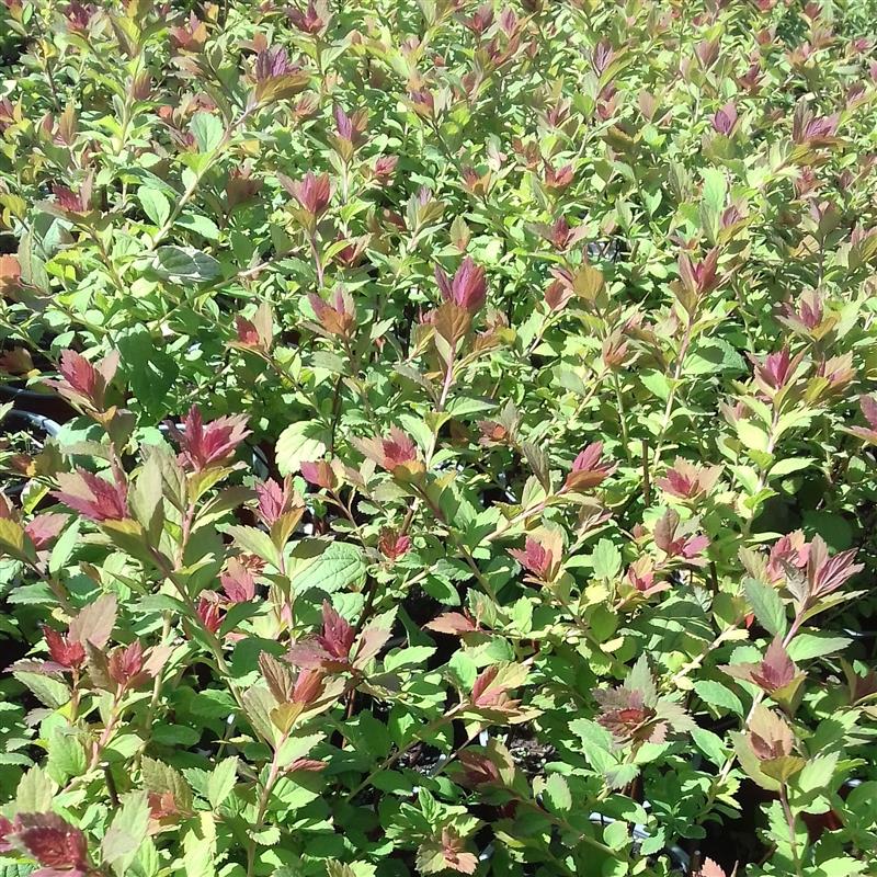 Spiraea japonica Sparkling Champagne