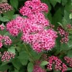 Spiraea japonica Zigeunerblut