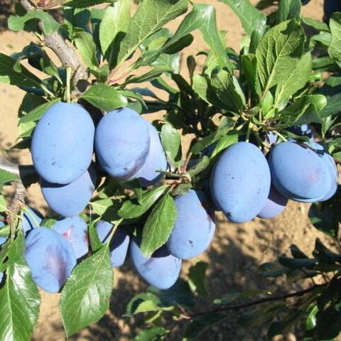 Prunus domestica Stanley
