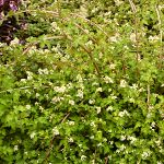 Stephanandra incisa Crispa