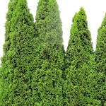 Thuja occidentalis Malonyana