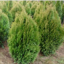 Thuja plicata Kórnik