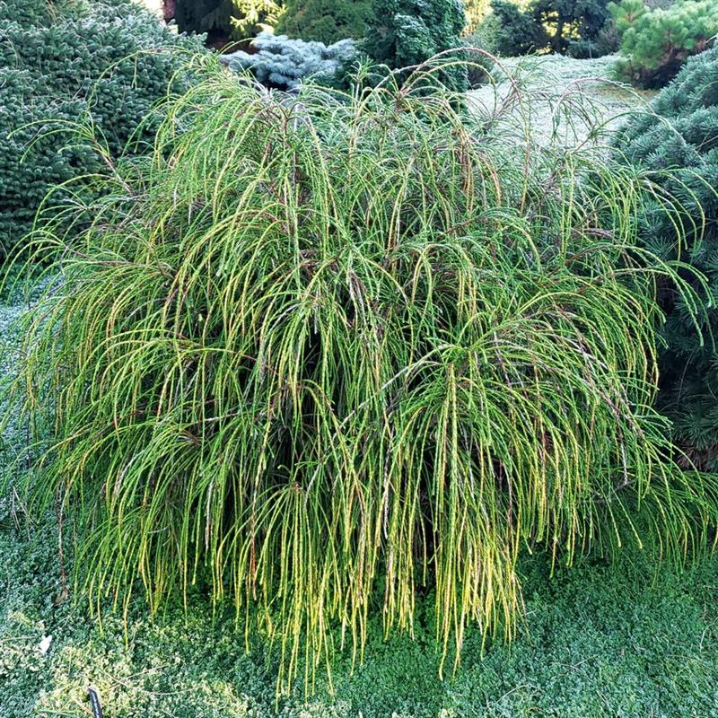 Thuja plicata Whipcord