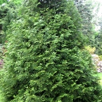 Thujopsis dolobrata