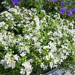 Thymus praecox Albiflorus