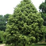 Tilia cordata Greenspire