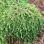 Tsuga canadensis Cole Prostrate (syn. Cole)
