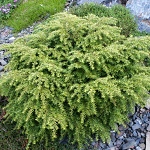 Tsuga canadensis Jeddeloh