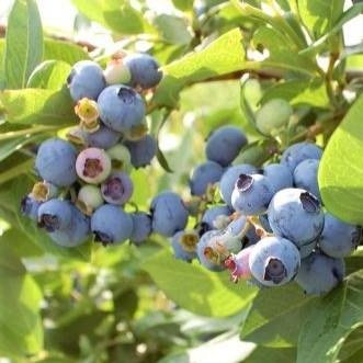 Vaccinium corymbosum Northsky