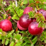Vaccinium macrocarpon Big Pearl