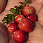 Vaccinium macrocarpon Stevens