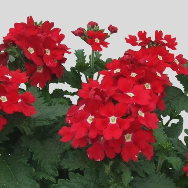 Verbena x Blues® RED