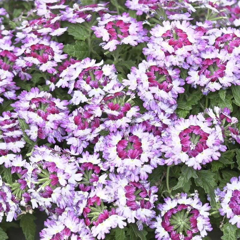 Verbena x Lascar® Bebop® Lavender '22