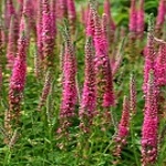 Veronica spicata Rotfuchs