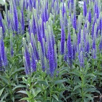 Veronica spicata Ulster Blue Dwarf