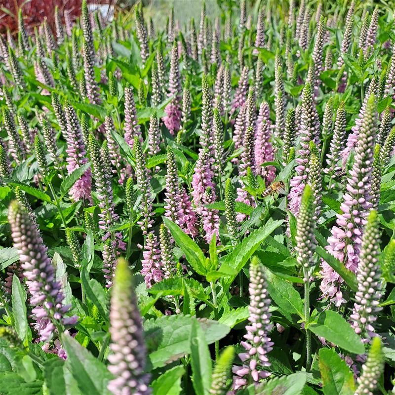 Veronica x Candela Pink