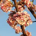 Viburnum x bodnatense Charles Lamont