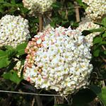 Viburnum carlesii Aurora
