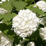 Viburnum opulus Roseum