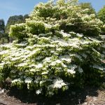 Viburnum plicatum Mariesii