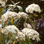 Viburnum rhytidophyllum
