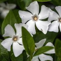 Vinca minor Alba