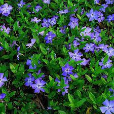 Vinca minor Blue