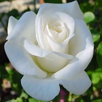 Rosa hybr. (CH)  Virgo