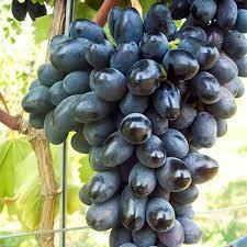 Vitis vinifera Black Magic