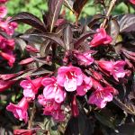 Weigela florida Alexandra (c) (syn. Wine and Roses)