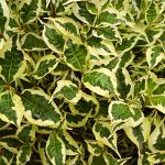 Weigela florida Variegata Nana