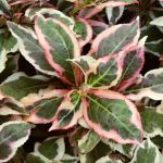 Weigela florida Monet