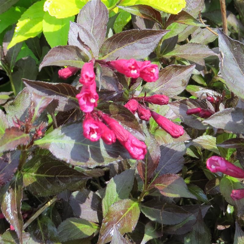 Weigela florida Ruby Queen
