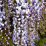 Wisteria floribunda Macrobotrys (syn. Longissima, Multijuga, Naga Noda)