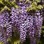 Wisteria floribunda Violacea Plena ( syn. Black Dragon )