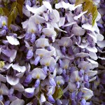 Wisteria sinensis Prolific (syn. Boskoop)