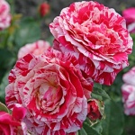 Rosa hybr. (F)  Abracadabra