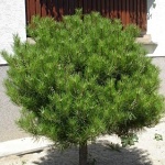 Pinus densiflora Alice Verkade