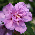 Hibiscus syriacus Ardens