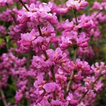 Cercis chinensis Avondale